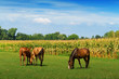 Photo: Horses on the pasture Horses on the pasture