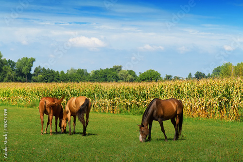Photo: Horses on the pasture Horses on the pasture