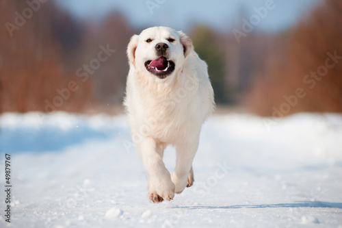 Photo: happy dog running in the snow happy dog running in the snow