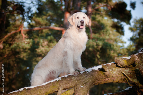 Photo: golden retriever dog portrait golden retriever dog portrait