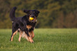Hundespiel