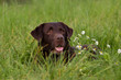 Sommerwiese
