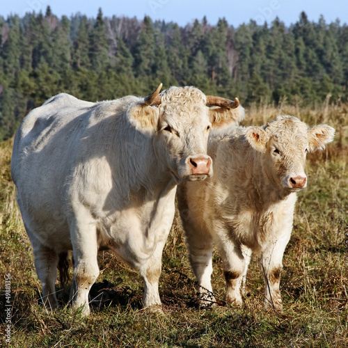 Photo: Cow and calf. Cow and calf.