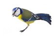 Cyanistes caeruleus