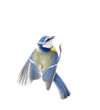 Cyanistes caeruleus