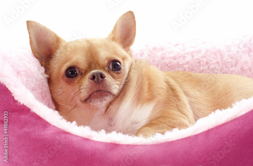Photo: chihuahua in dog bed chihuahua in dog bed