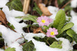 Primula vulgaris