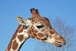 Portrait of A Giraffe