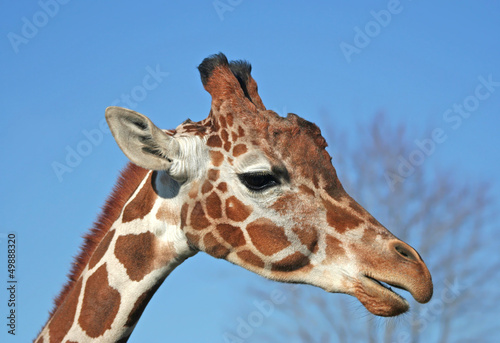 Photo: Portrait of A Giraffe Portrait of A Giraffe