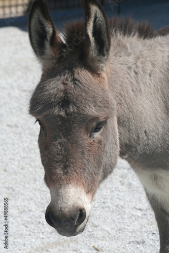 Photo: Portrait of A Donkey Portrait of A Donkey