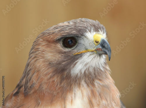 Photo: Portrait of A Red Tailed Hawk Portrait of A Red Tailed Hawk