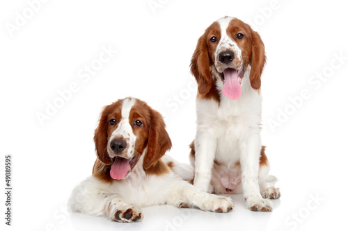 Photo: Springer spaniel puppies Springer spaniel puppies
