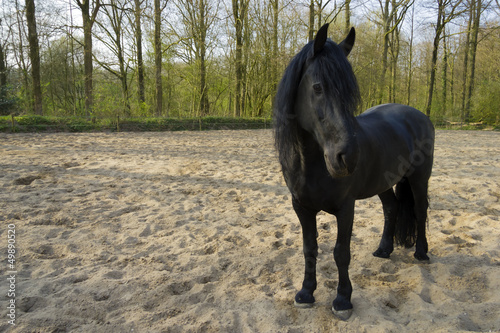 Photo: Funny black horse Funny black horse