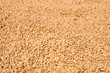 Farmer drying coffee beans in the sun