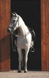 Paso Fino
