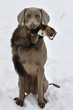 Weimaraner apportiert Steinmarder