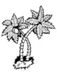 Hand drawn, vector, cartoon illustration of palm tree