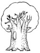 Hand drawn, vector, cartoon illustration of oak