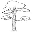 Hand drawn, vector, cartoon illustration of acacia