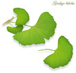 Ginkgo biloba, Homöopathie, isoliert