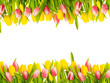 tulip copy space