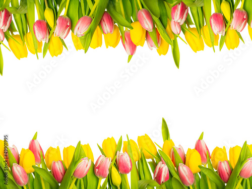 Photo: tulip copy space tulip copy space