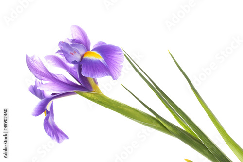 Photo: Purple iris flower, isolated on white Purple iris flower, isolated on white