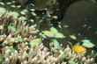 A school of fish over hard coral in Philippines