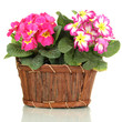 Beautiful pink primulas in wooden basket, isolated on white