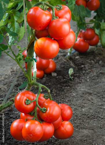 Photo: growth red tomato growth red tomato
