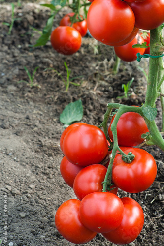 Photo: growth red tomato growth red tomato