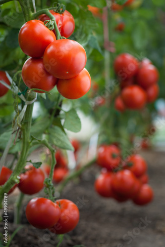 Photo: growth red tomato growth red tomato