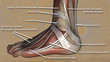 Fuss Illustration