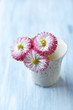 Daisies