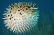 Blowfish Or Diodon Holocanthus...