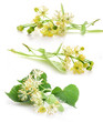 Collections of linden flowers isolated on white background