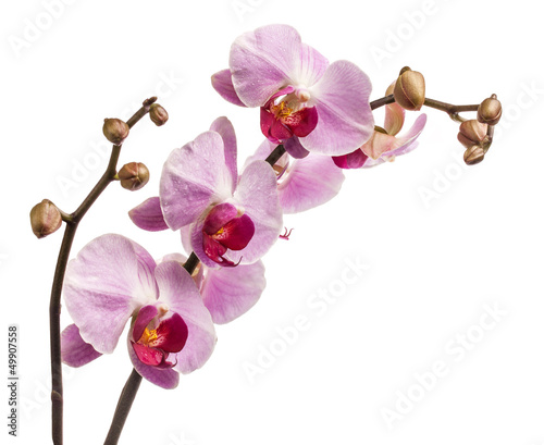 Photo: Orchid flowers isolated on white background Orchid flowers isolated on white background