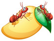 A sweet ripe mango with two ants