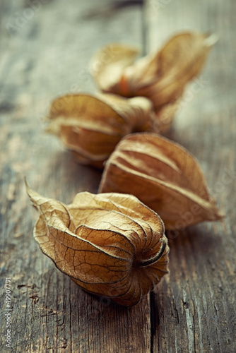 Photo: Physalis Physalis