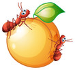 A fruit with two ants