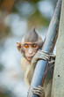 The lovely Monkey (Long-Tailed Macaque) with sweet eyes