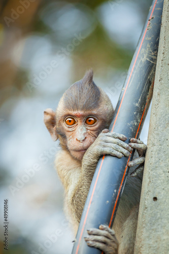 Photo: The lovely Monkey (Long-Tailed Macaque) with sweet eyes The lovely Monkey (Long-Tailed Macaque) with sweet eyes
