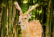 deer in nightsafari chiangmai Thailand