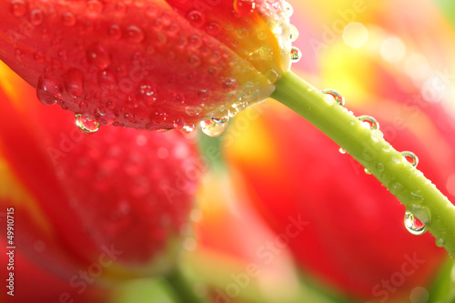 Photo: Red tulips with water drops Red tulips with water drops