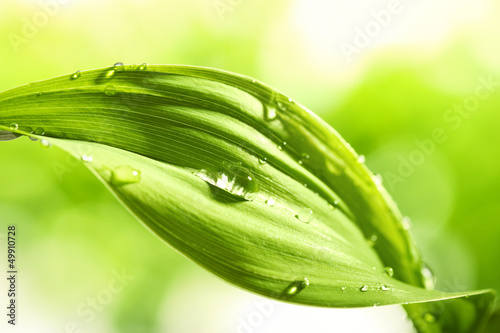 Photo: Green leaf Green leaf