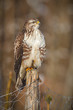 Buzzard on the fence