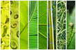 Dégradé végétal de vert
