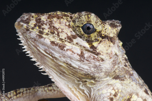 Photo: False Chameleon Anole / Anolis porcus False Chameleon Anole / Anolis porcus