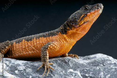Photo: Flame-bellied armadillo lizard / Cordylus mossambicus Flame-bellied armadillo lizard / Cordylus mossambicus
