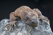 Venomous Beaded lizard / Heloderma horridum